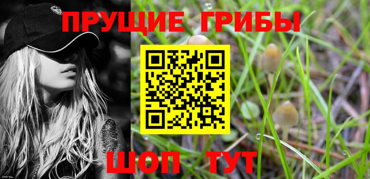 Галлюциногенные грибы GOLDEN TEACHER  цены наркотик  Отрадное  Вход с VPN 